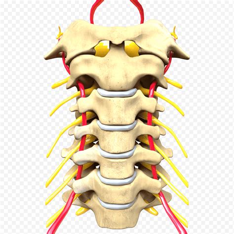 Anatomía del cráneo, columna vertebral, vértebras cervicales, sistema ...