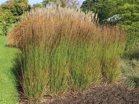 Molinia Moorhexe - Pijpenstrootje | Tuin, Kleine tuin, Grassen