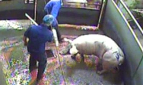 Report reveals shocking levels of animal cruelty in slaughterhouses in UK | Daily Mail Online