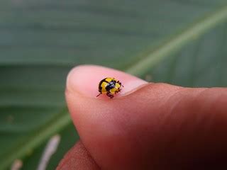 Fungus-Eating Ladybird (yellow/black) sitting on my thumb | Flickr