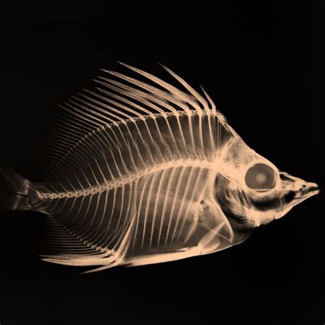 X-Ray fish | Xray art, Album art design, Fish art