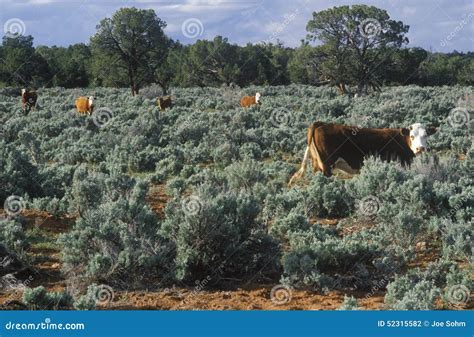 Open Range Grazing Cattle, UT Stock Photo - Image of farming, range: 52315582