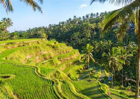 The Top 10 Tegalalang Rice Terrace (Sawah Terasering Tegalalang) Tours & Tickets 2022 – Bali