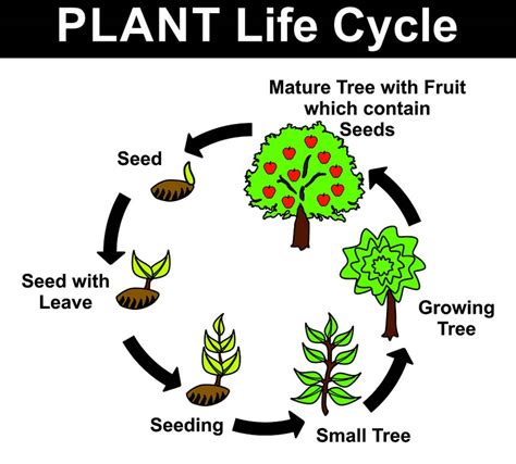 Growth clipart plant lifecycle, Growth plant lifecycle Transparent FREE for download on ...