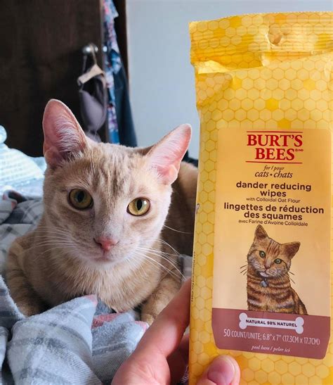 30 Pet Products For Cat Owners That'll Make Life Easier