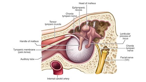 Stapedius Muscle Vector Illustration Labeled Anatomical Ear Structure Scheme Stock Illustration ...