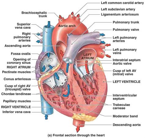 CHAMBERS OF HEART - New