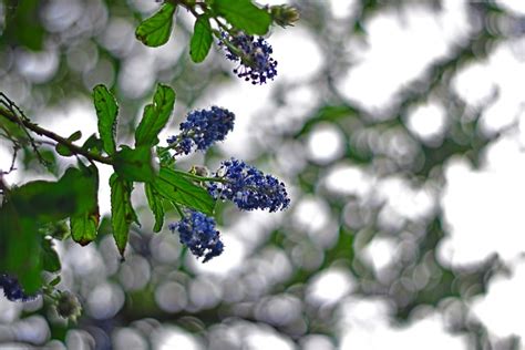 California Lilac Flowers Branch - Free photo on Pixabay - Pixabay