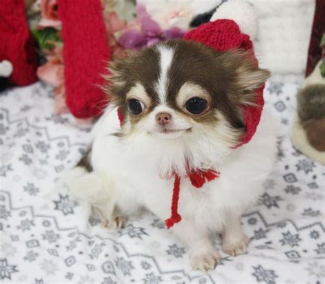 Teacup Chihuahua Puppies For Sale | Apple Head Chihuahua Breeders ...