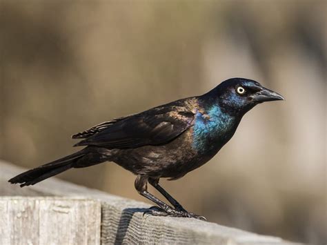 Do Grackles Migrate? | Birdfact