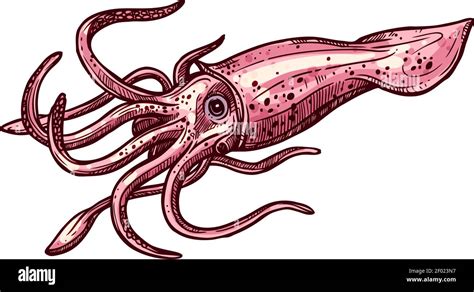 Squid isolated vector cephalopods marine animal sketch. Vector armhook squid, Decapodiformes ...