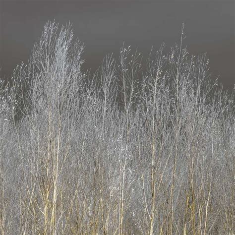 Silver Forest II | Canadian Art Prints & Winn Devon Art Group Inc.