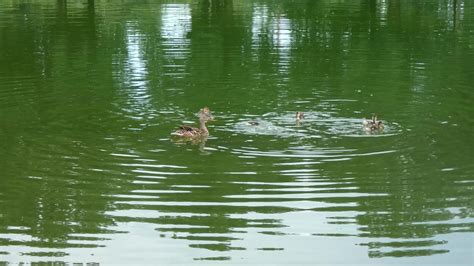 Ducks Swimming in Pond 4K 1793180 Stock Video at Vecteezy