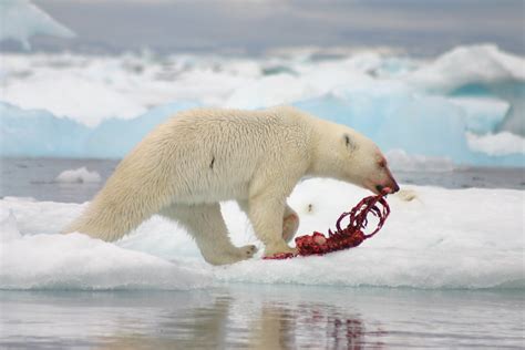 Arctic polar bear eating seal | CC demo | Flickr