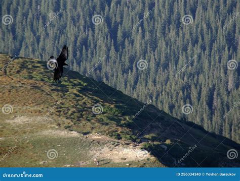 The raven in a flight stock photo. Image of silhouette - 256034340