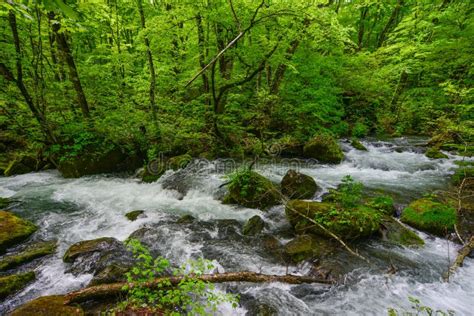 Oirase Gorge in Aomori, Japan Stock Photo - Image of colorful, jungle ...