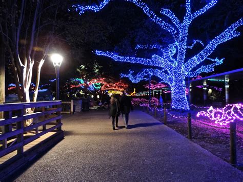 Of Golden Roses: Houston Zoo Lights