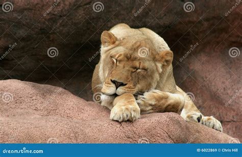 Slumbering Lady stock image. Image of closed, female, horizontal - 6022869