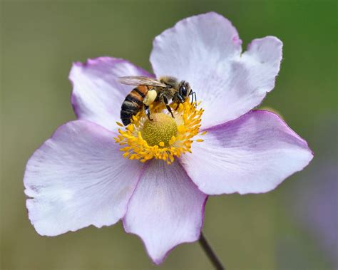 Image libre: pollen, bee, pollinisation, nature, insecte, fleur, plante