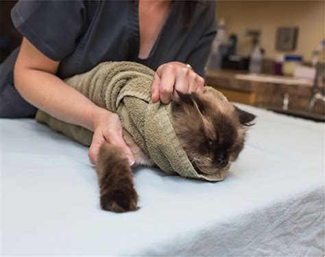 Techniques for Towel Restraint of Cats | Clinician's Brief