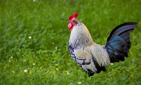 19 Best Rooster Breeds And Their Popularity! - FowlFamily