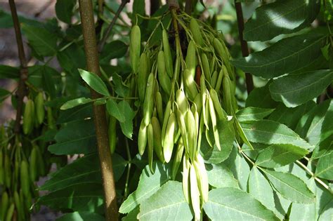 20 Seeds Fraxinus Excelsior Seeds European ash Seeds | Etsy