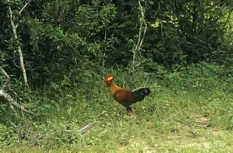 Sri Lanka Junglefowl male in habitat Also known as