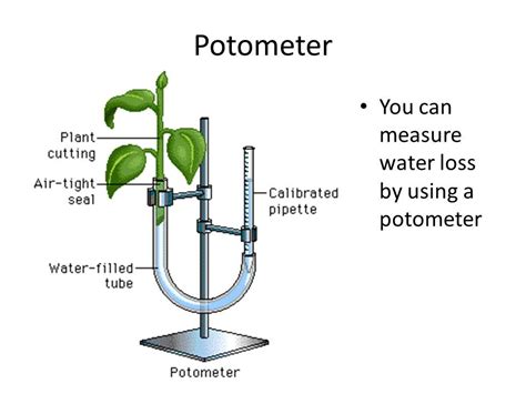 Potometer at Rs 1200 | पोटोमीटर in Dehradun | ID: 16396296197