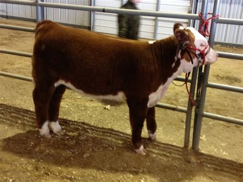 HEREFORD SHOW CATTLE! She SO wants one if her own to show! | Cattle ...