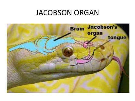 Reptilia classification by deepak rawal