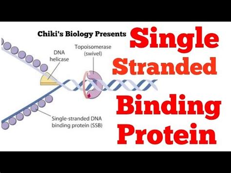 Single Stranded Binding Protein (SSB) || Molecular biology......By ...