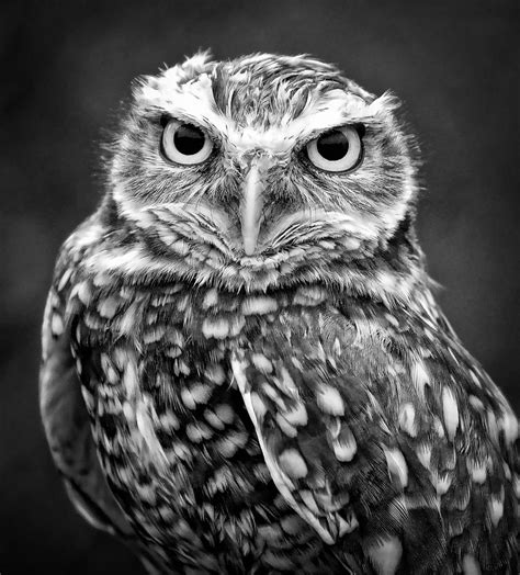 Burrowing Owl In Black And White Photograph by Athena Mckinzie