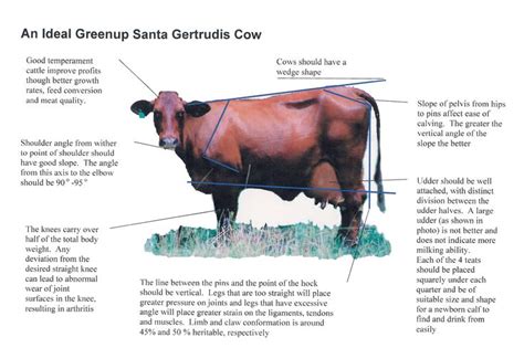 25+ best images about Santa Gertrudis Cattle on Pinterest | Head shapes ...