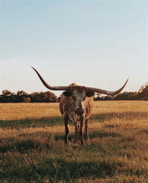 longhorn cattle | Longhorn cattle, Pretty horses, Longhorn