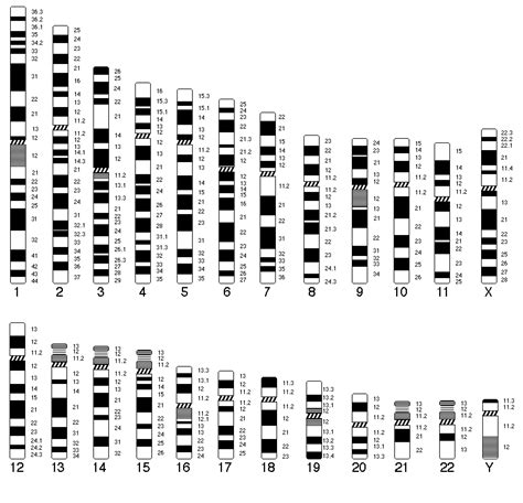 Ideograms of human chromosomes