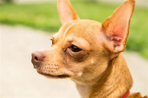 Deer Head Chihuahua: Dog Breed Guide - Dog Academy