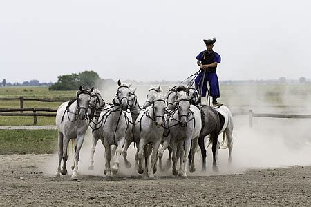 Royalty-Free photo: Person riding horse | PickPik