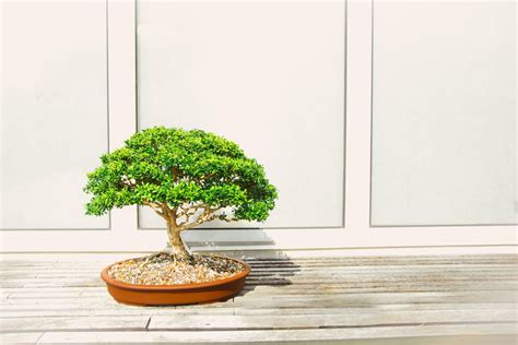 30+ Engaging Bonsai Photos · Pexels · Free Stock Photos