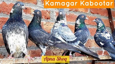 kamagar kabootar bazi in Pakistan | Dabwali or Qasoori pigeon | Highflying Birds - YouTube