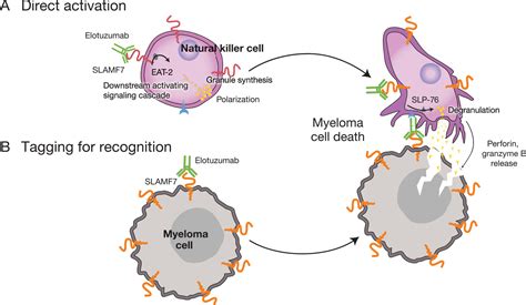 Treatment of multiple myeloma with the immunostimulatory SLAMF7 ...