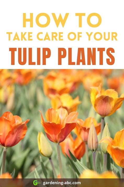 how-to-plant-tulip-bulbs - Gardening ABC