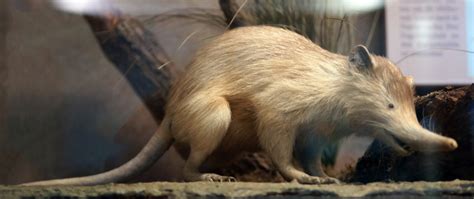 The Creature Feature: 10 Fun Facts About the Solenodon | WIRED