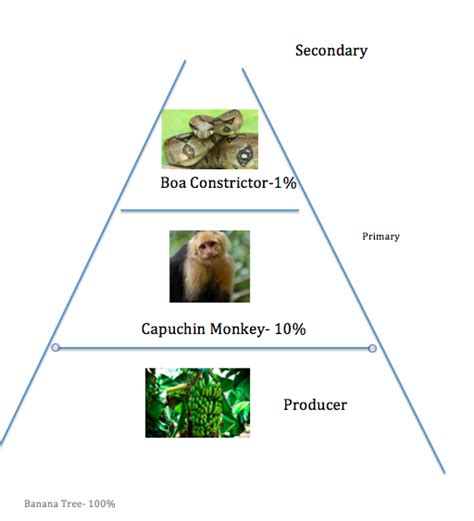 Energy Pyramid - Tropical Rainforest