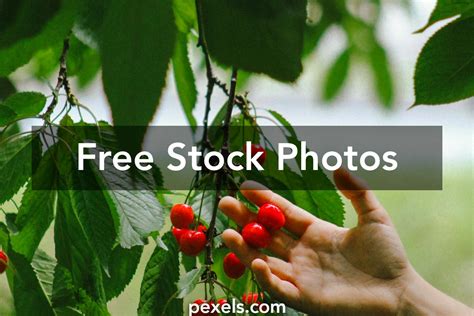 Cherry Picking Photos, Download The BEST Free Cherry Picking Stock ...