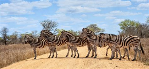 Kruger Tours: The Best South Africa Safari Adventures