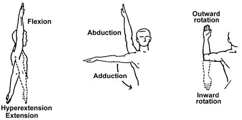 ROM (Range of Motion) Diagram | Quizlet