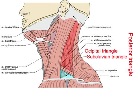 Triangles of the Neck Part 2 - The Posterior Triangle - Medical Exam Prep