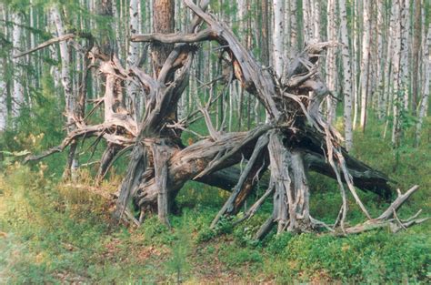 Tunguska Event Epicenter – Evenkiysky District, Russia - Atlas Obscura