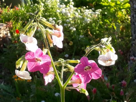 Nicotiana mutabilis