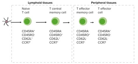 T cells: Types and Functions | Concise Medical Knowledge